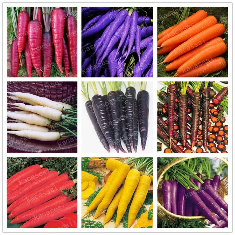 200 Pcs Multi Color Carrot Bonsai Healthy Fresh Vegetable Fruit Plants Good for Cooking, Heirloom Home Garden Plant