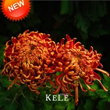 Распродажа! фейерверк Форма оранжевый хризантемы цветочных растений в твердом переплете карликовое дерево в горшке для балкона 100 шт./пакет,# ABULYJ