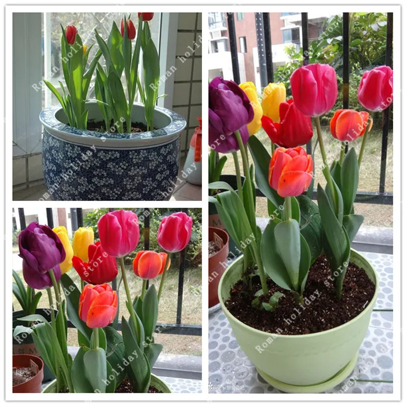 

100 Pcs Very Rare Mixed Dutch Tulip Flowers Tulip Potted Bonsai Home Garden Color Tulipa Gesneriana