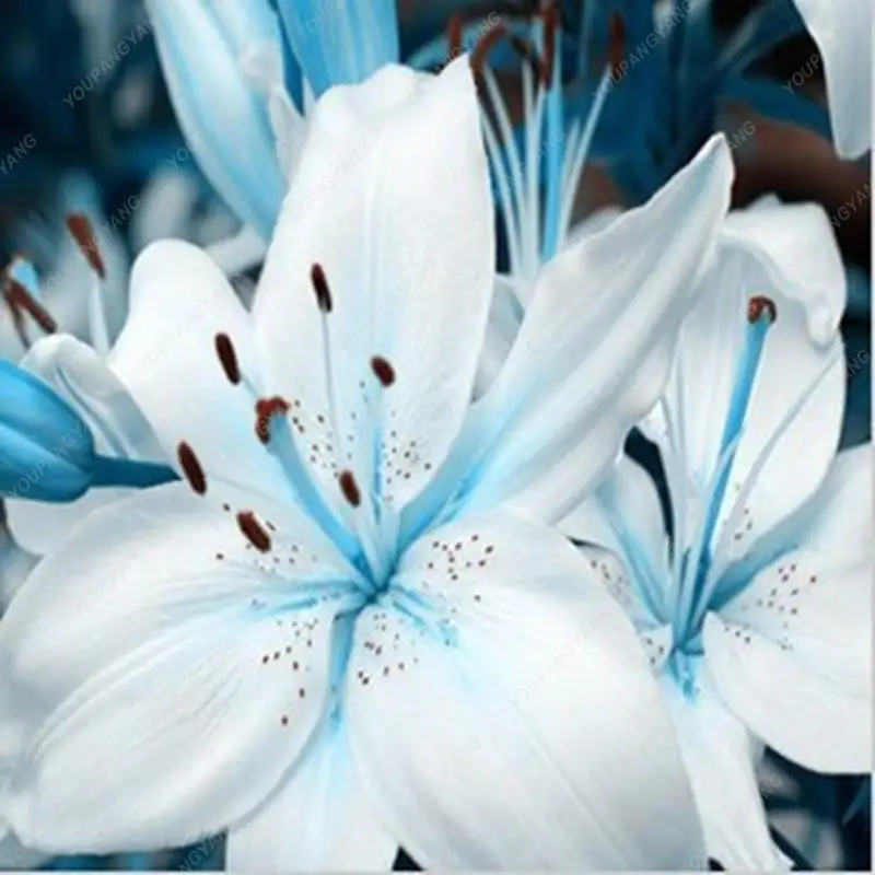 

100pcs rare beautiful Lily Plants Bonsai lily Flower diy planting for Home Garden decoration