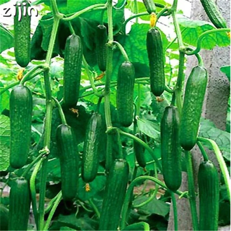 

100pcs Hot selling fruit cucumber Rare Non-GMO Delicious Cucumber Fruit and Vegetable Plant for Home Garden Planting