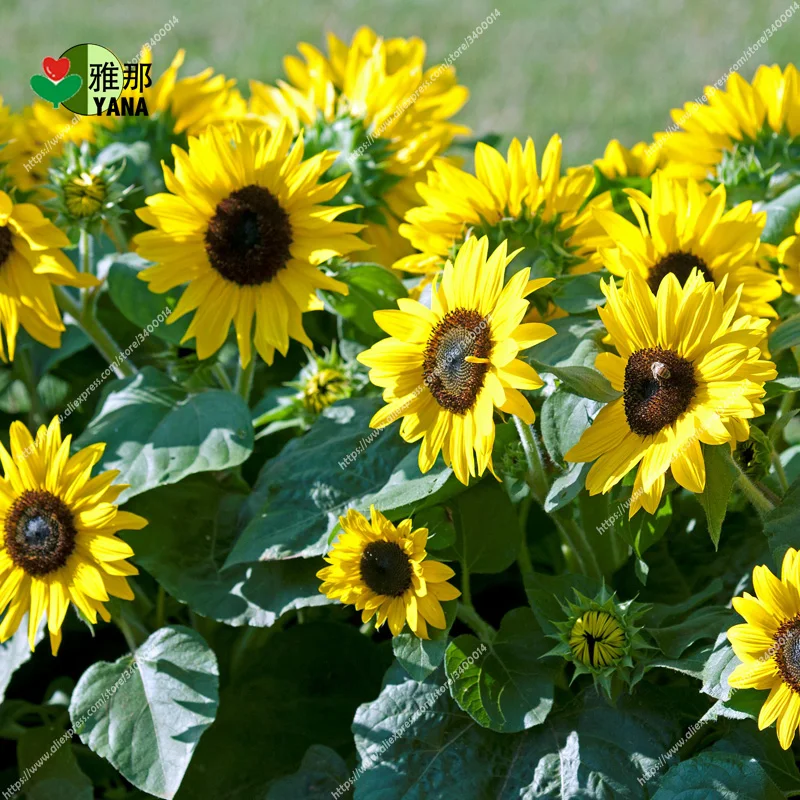 

Dwarf Sunflower , ornamental flower , Bonsai potted plants for garden balcony flower 20pcs/bag seeds