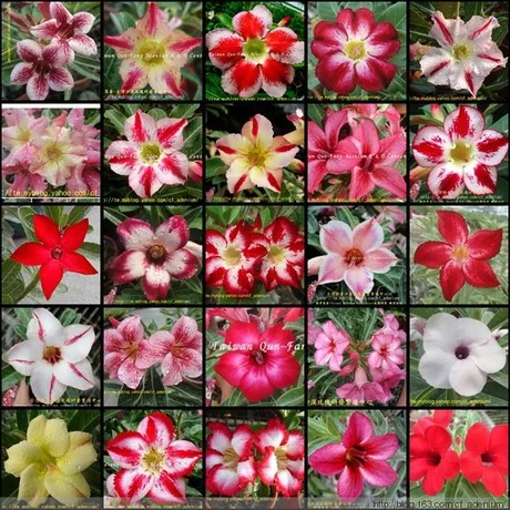 

Free shipping 100pcs common snapdragon seeds ANTIRRHINUM MAJUS stunning bright colors