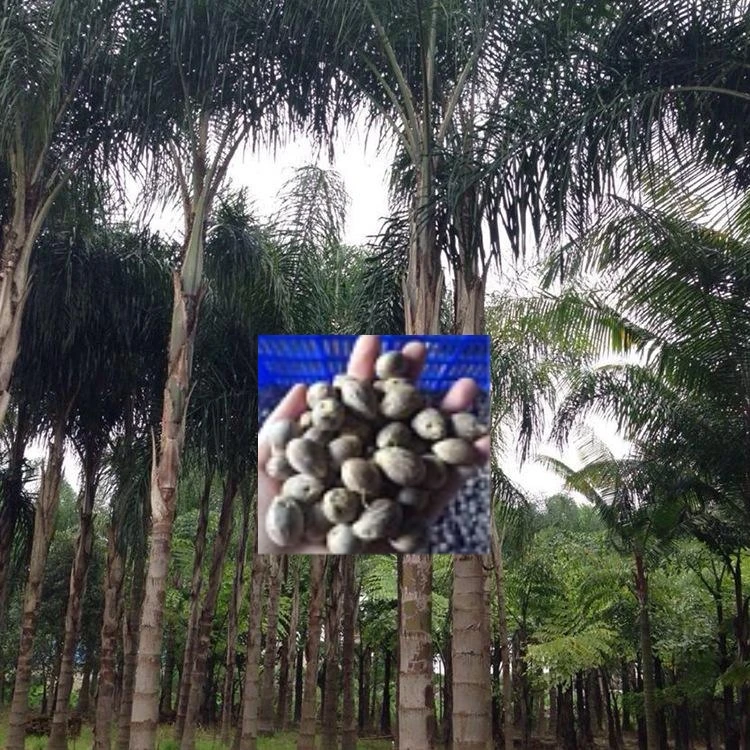 

3PCS 100% Fresh Real Syagrus romanzoffiana palm Semillas - Huanghoukui - Bonsai Courtyard Garden Plant Tree Semillas sementes