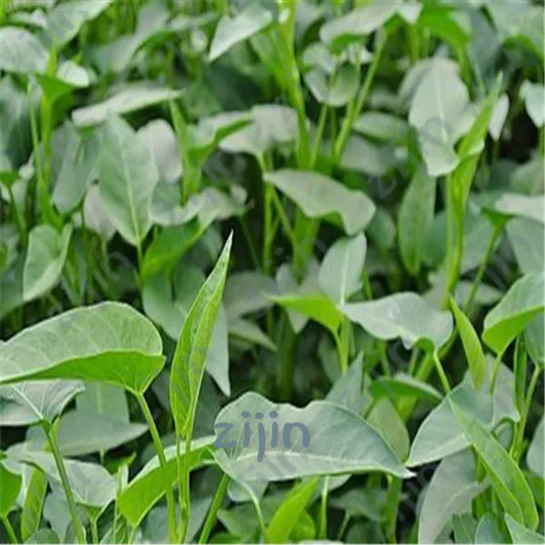 

Spinach Bonsai(Ipomoea Aquatica Forsk)Nutrient-Rich Green Vegetables Vegetables Bonsai for Home Garden Planting 30pcs Potted