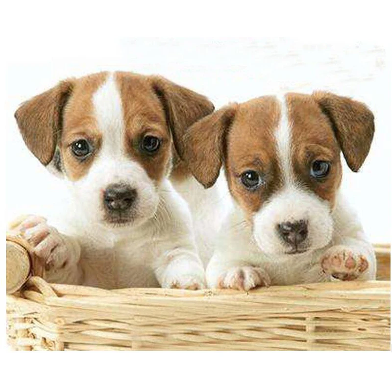 

Diamond Embroidery Jack russel,diy diamond painting Full,square,3d Cross Stitch,5d Diamond Mosaic,puzzle 5d sticker,decor Z405