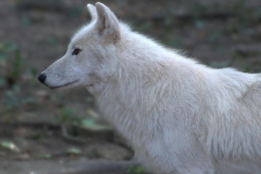 Blanc Loup Blanc Cheveux Profil Animal Sauvage Affiche Tissu Soie Affiche D Impression Aliexpress