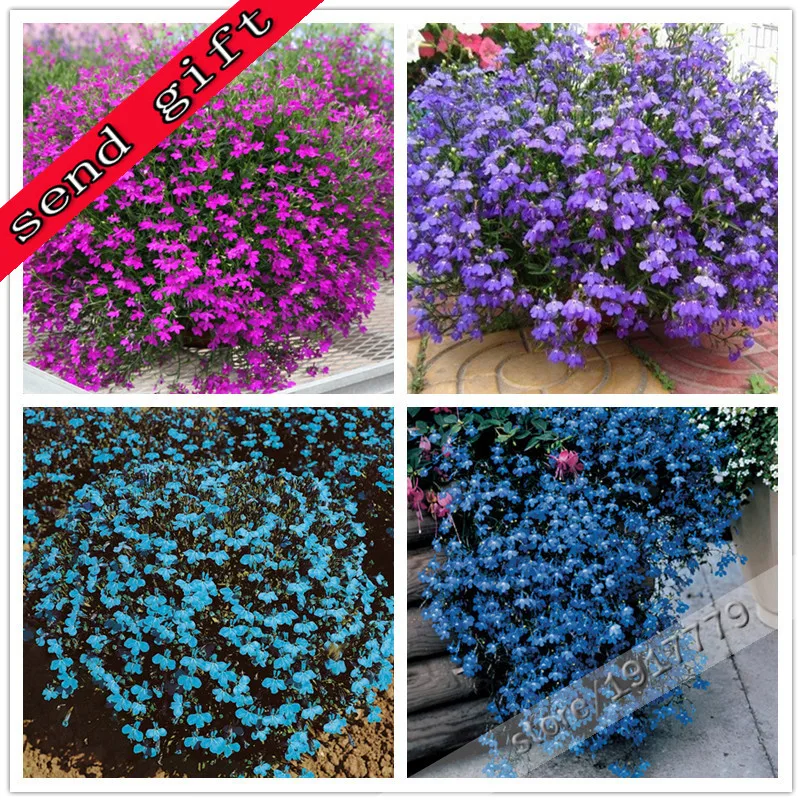 100%true lobelia seeds Rare indoor flower seeds in Bonsai,Chlorophytum flower seeds for Perennial Home Garden Plants100pcs/bag