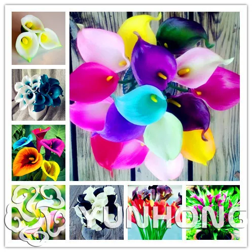 

Lower Bonsai 100 PC Bonsai Colorful Calla Lily Bonsai, Rare Plants Flowers For Home & Garden DIY Flower Pot Planters