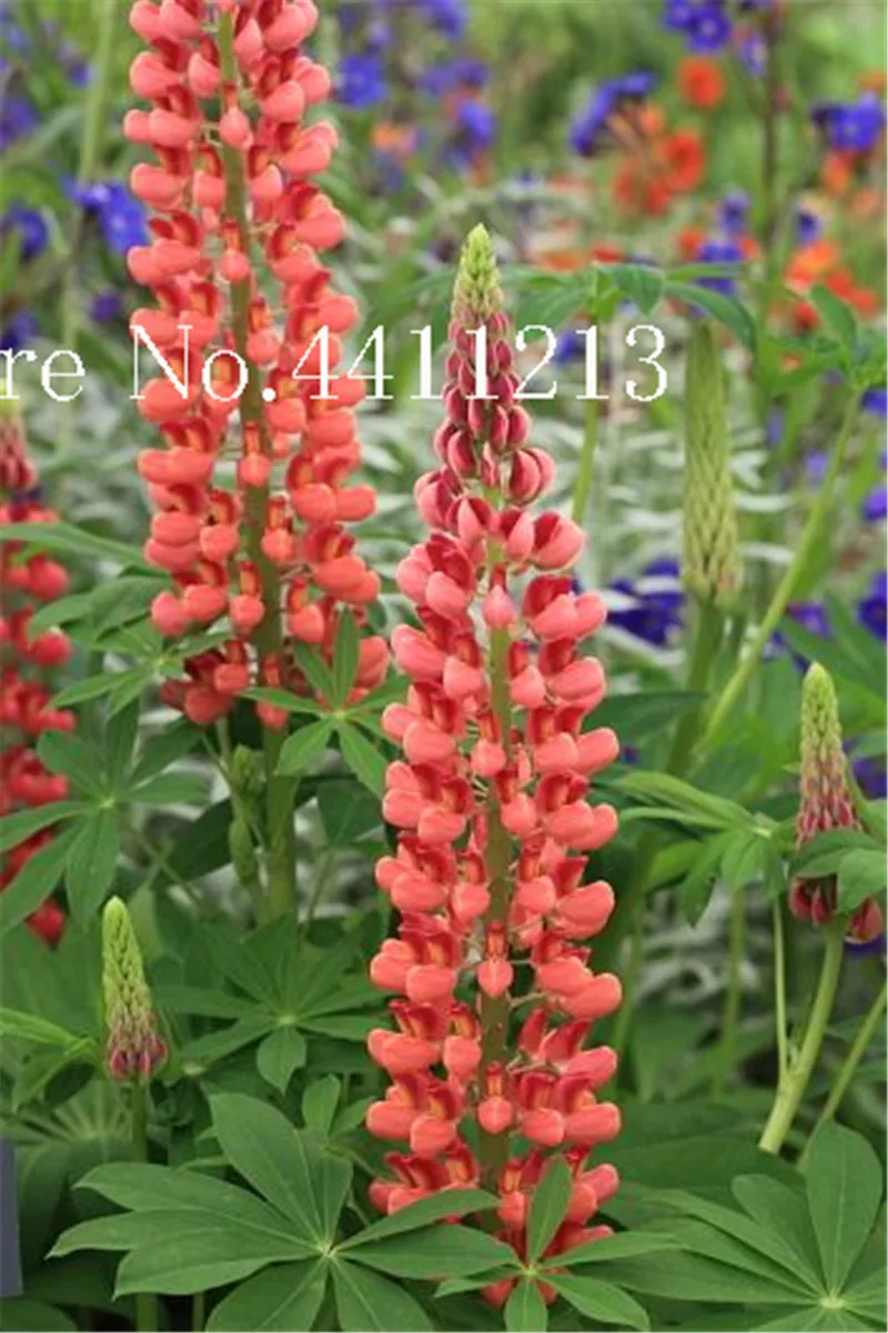بونساي 100 Pcs الملونة قوس قزح الترمس بونساي راسيل Lupinus الجمال زهرة الزينة Diy المنزل حديقة بقاء معدلات عالية جدا
