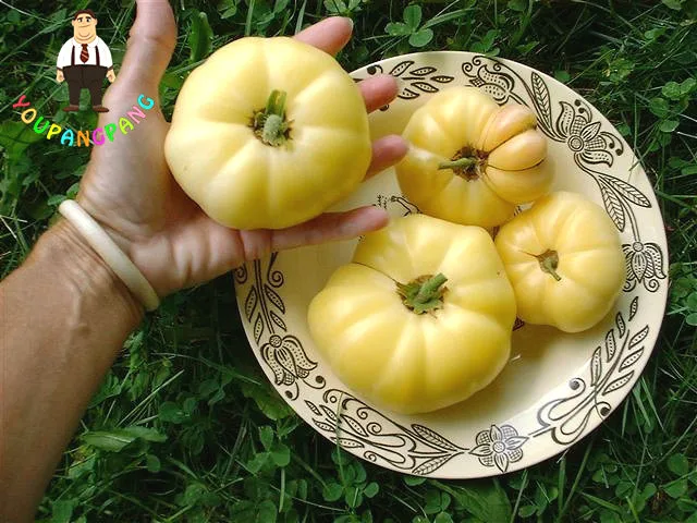

White Tomato -San Marzano tomato,100pcs Heirloom Open Pollinated vegetable and fruit for home planting