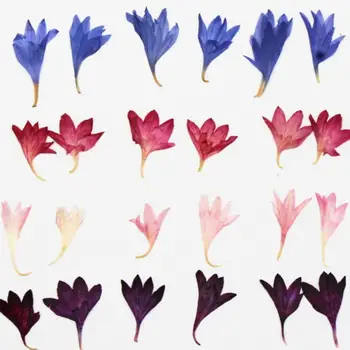 

200pcs Centaurea Cornflower Pressed Dried Flower Filler For Epoxy Resin Jewelry Making Postcard Frame Phone Case Craft DIY