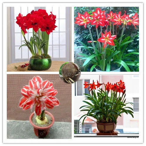 2 Bulbs Amaryllis Bulbs True Red Hippeastrum Bulbs Flowers(Not Bonsai),Barbados Lily Potted Home Garden Balcony Plant Bulbous 2 Bulbs Amaryllis Bulbs True Red Hippeastrum Bulbs Flowers(Not Bonsai),Barbados Lily Potted Home Garden Balcony Plant Bulbous