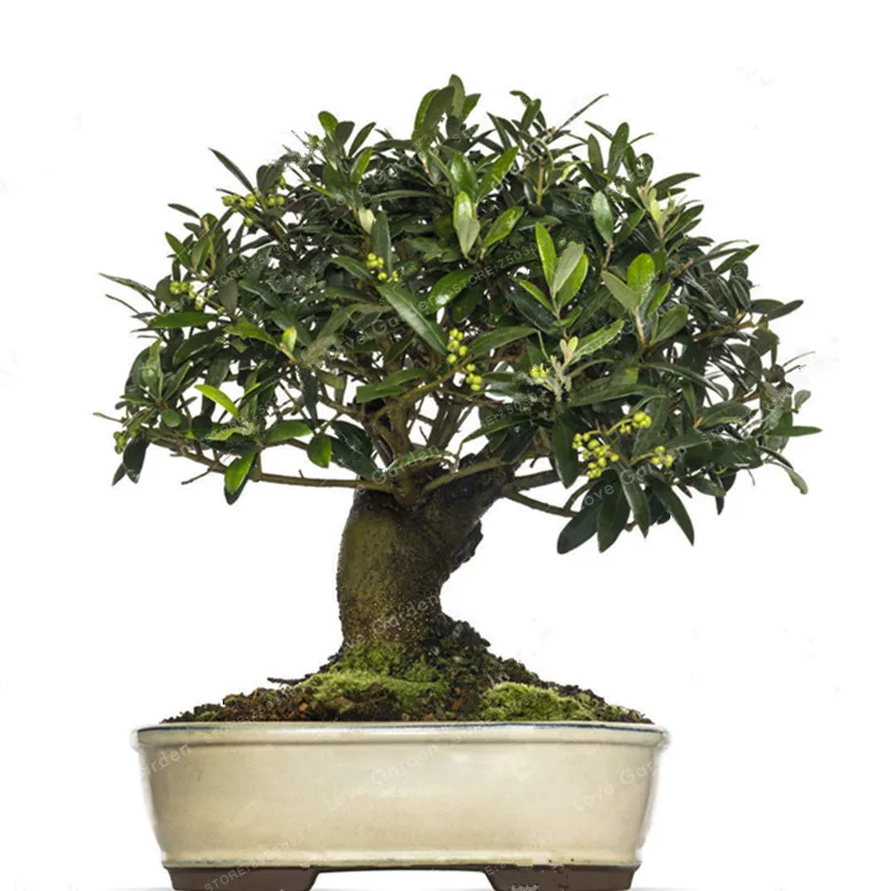 10PCS Rare Olive Bonsai Tree (Olea Europaea) plant Bonsai Fresh Exotic Tree plant Mini Olive Tree Olive Bonsai Garden Supplies 10PCS Rare Olive Bonsai Tree (Olea Europaea) plant Bonsai Fresh Exotic Tree plant Mini Olive Tree Olive Bonsai Garden Supplies