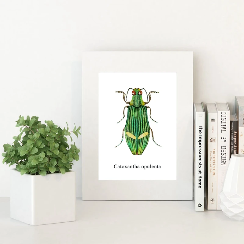 Catoxantha Opulenta Poster Home Decor