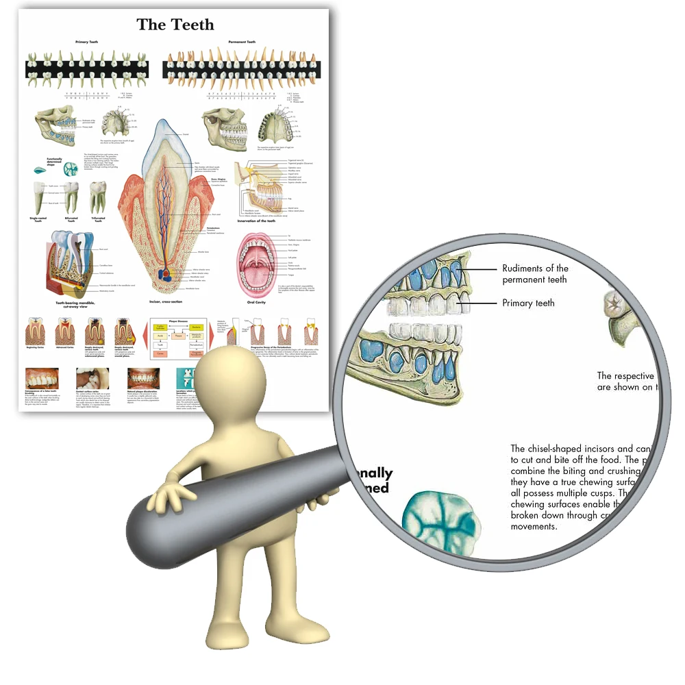 Billig WANGART Anatomischen Charts Menschlichen Zähne Diagramm Leinwand Malerei Poster Drucken Wand Bilder Für Medizinische Bildung Büro Wohnkultur