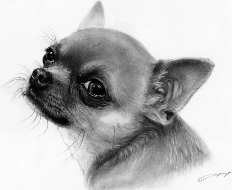 

5D DIY Diamond Painting Cross Stitch black white Chihuahua dog Full Square Drill Rhinestones Mosaic Diamond Embroidery Z567