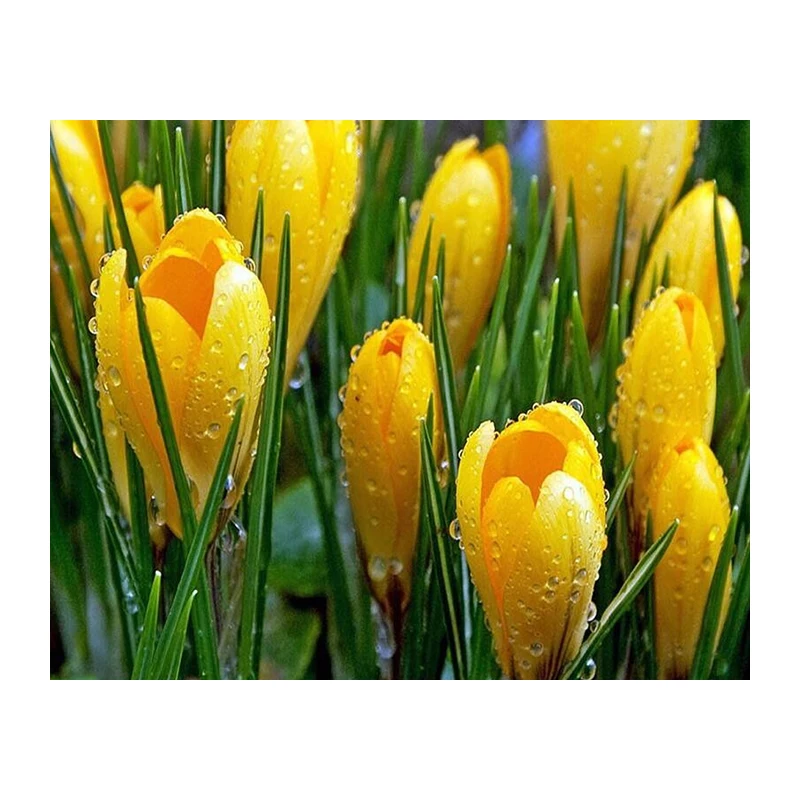 5D diy diamond painting cross stitch crystal full square diamond Diamond embroidery flower tulip needlework Home Decoration 