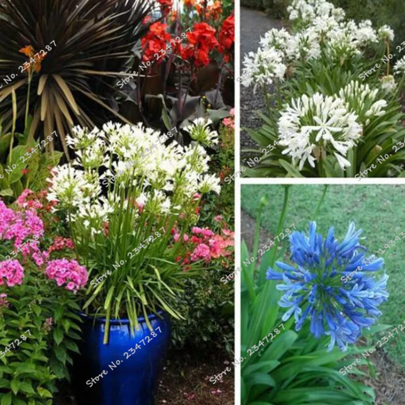 

Mini Agapanthus flower Easy Planting Balcony Fun Flower Pots 50pcs