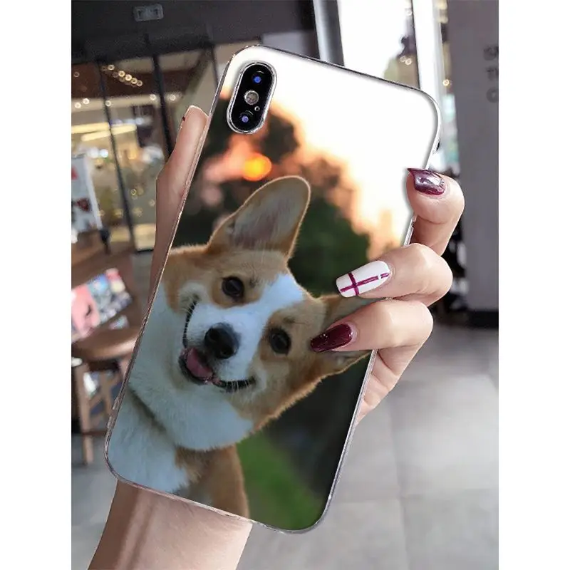 Jack Russell Terrier Dog