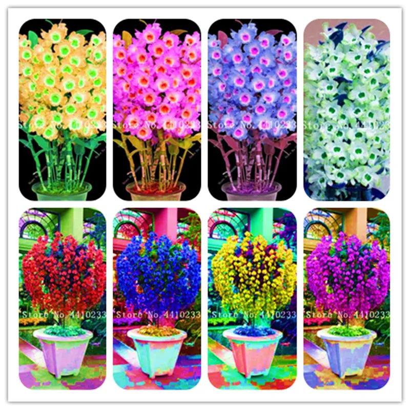 

200 Pcs Bright Dendrobium Orchid Flower Bonsai,Ornamental Plant, Mini Potted,Mixed Colors,Easy To Grow For Home Garden So Beauty