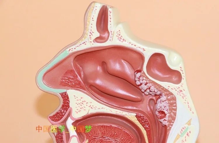 Анатомия носа и горла человека рот и нос ENT медицинская патология ринит Модель A/B Тип