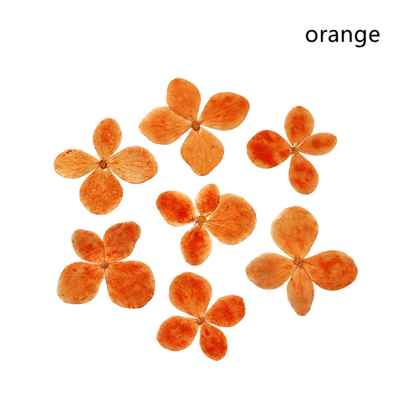 

12PCS Natural dried flower preserved flower pressed hydrangea flower diy craft nail art jewelry card making scrapbook accessory