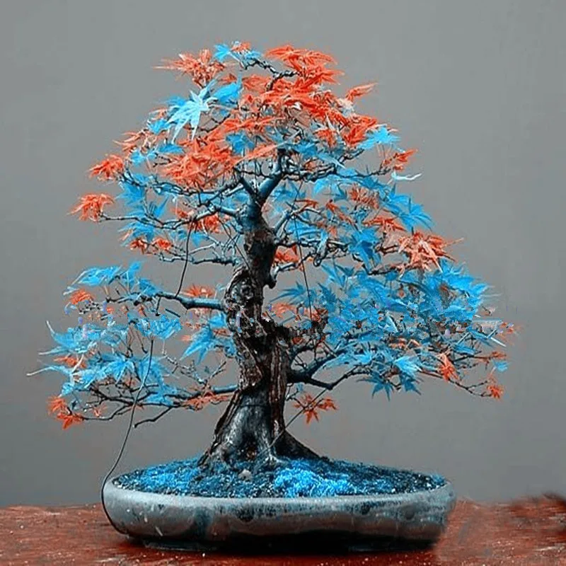 My Image 6