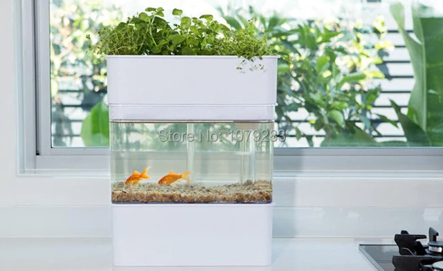 aquaponics fish tank with plants growing bed, watering