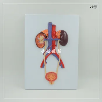

Human Urinary System Model for School Education (Semi-solid) Human Kidney Model Arteries and Veins Model Human Anatomy Model