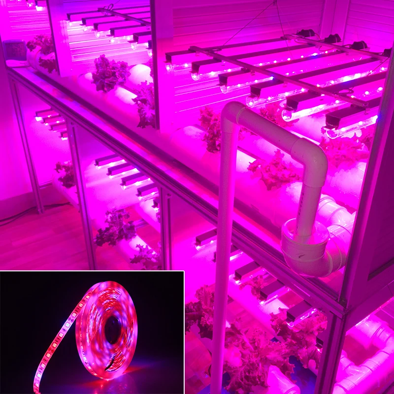 SMD 5050 светильник для выращивания s DC12V Светодиодная лента для выращивания 1 м 2 м 10 м 5 м светодиодный светильник IP20 IP65 светильник для роста растений для теплицы гидропоники