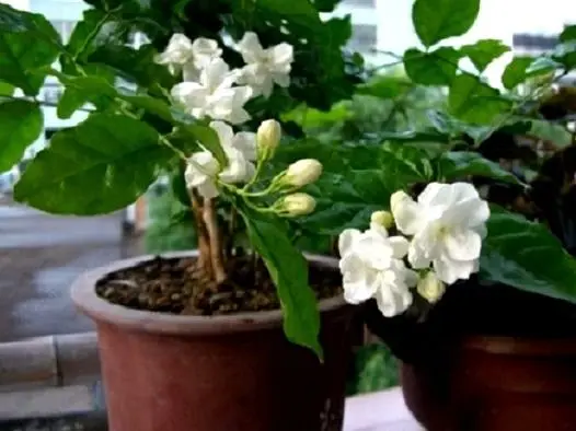 Bonsai Hot 20seeds Pack White Jasmine Potted Garden Bonsai Hot 20seeds Pack White Jasmine Potted Garden Flowers Indoor Or Outdoor Plant Easy To Grow In From Home On Aliexpress