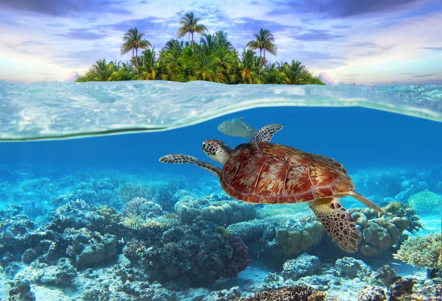 

Laeacco Sea Island Underwater Tortoise Scenic Baby Photography Background Customized Photographic Backdrop For Photo Studio