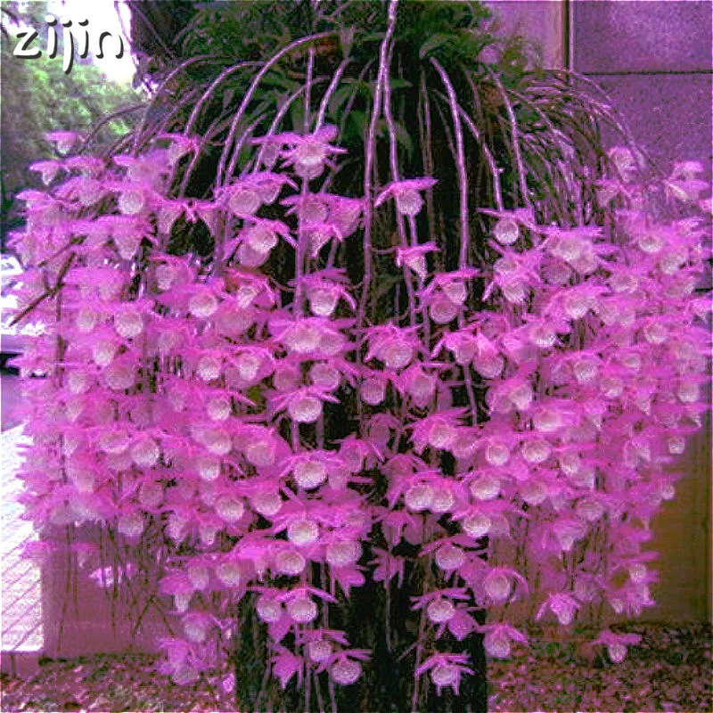 

Bonsai 100pcs Dendrobium Plants Potted Flower Bonsai Variety Complete The Budding Rate 95% Mixed Colors