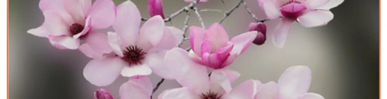 diy cross stitch fragrance magnolia blossoms whole scale resin drill 5d diamond painting mosaic embroidery kit wall decoration1044_05