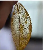 6c