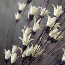 Сушеные цветы, украшение, букет цветов, аксессуары для украшения дома, поделки, украшение для цветов, 10 шт., сушеная белая Магнолия для дома