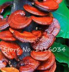 Шт./упак. 100, Ganoderma Lucidum Lingzhi Reishi грибы, Бонсай завод для дома двор