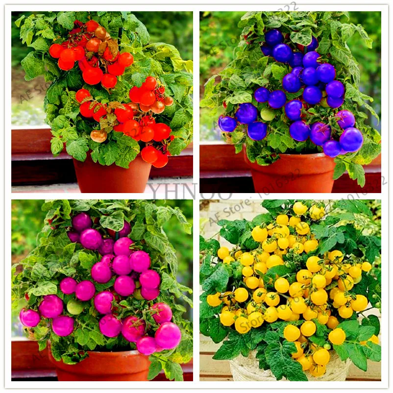 

200 pcs/bag Potted tomato bonsai, sweet tasty tomato,Non-GMO flores vegetables Edible food balcony potted garden plant