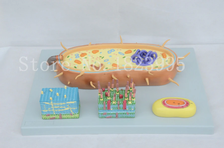 модель модель бактериальной клетки. модель боктерериальной клетки. макет бактерии из пластилина. макет клетки бактерии. модель бактериальной клетки 5 класс биология.