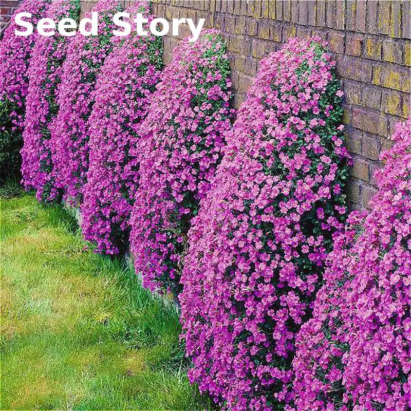 

Climbing Flower Aubrieta plants 100pcs Purple Flowers bonsai Perennial Ground Cover Blooming Diy Plant For Home Garden Decoratio