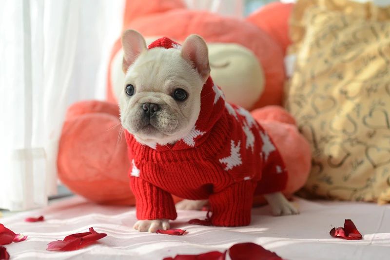[Свитера для собак MPK] зимняя одежда для собак, свитер с рисунком французского бульдога и клена