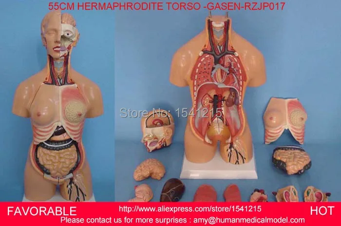 

HUMAN TORSO MODEL,FAMALE/MALE TORSO WITH INTERNAL ORGANS,ANATOMICAL MODEL,HUMAN ANATOMY & 55CM SEX TORSO -GASEN-RZJP017