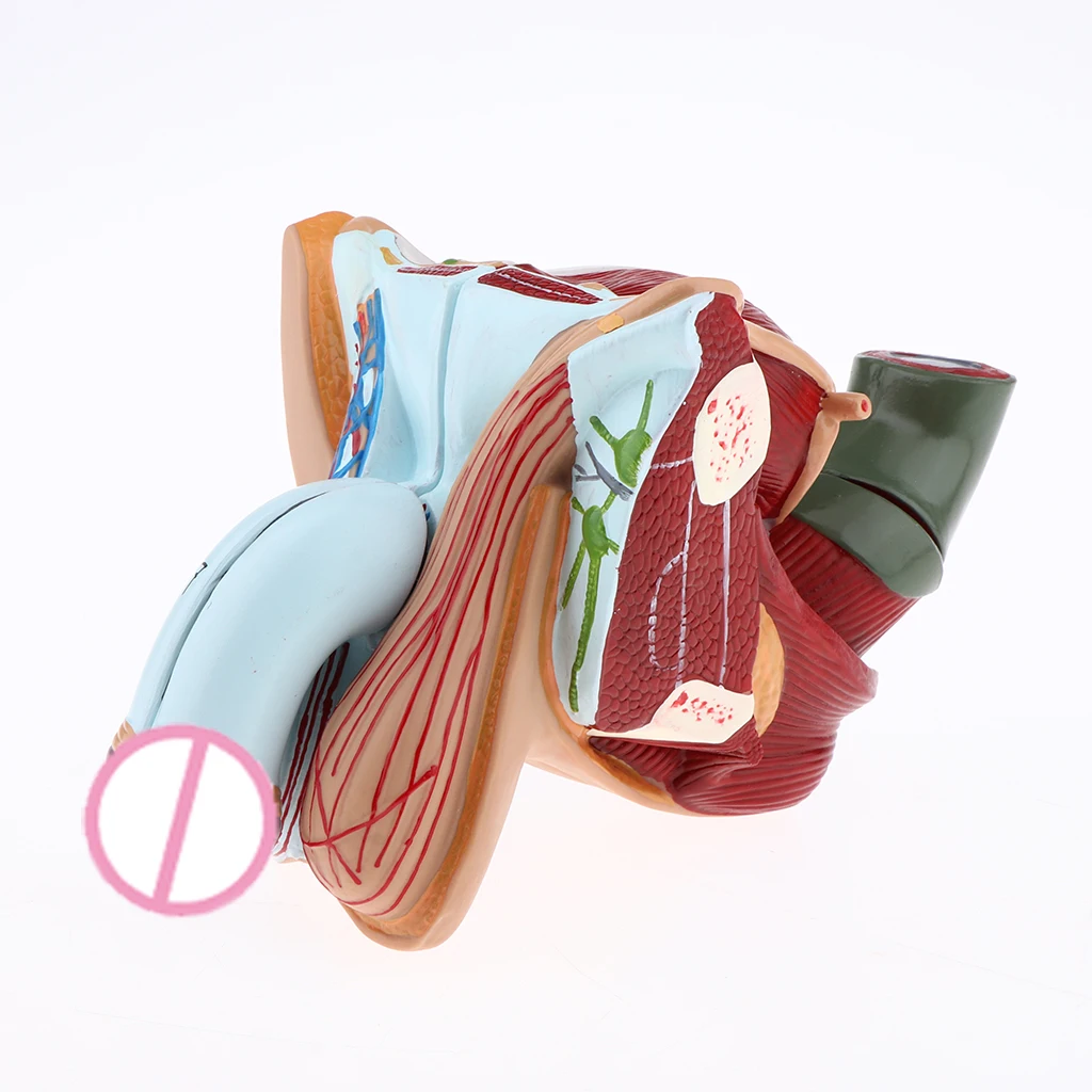 1:1 Male Genital Testis Scrotum Anatomical Model Genitourinary Medicine School Student Teacher Teaching Aids Lab Supplies