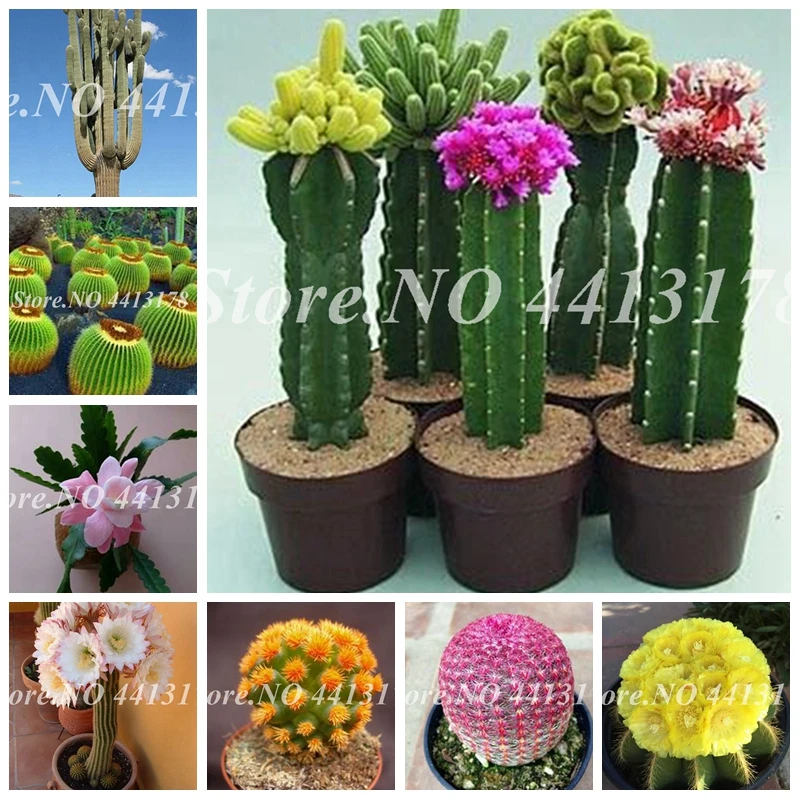 

100 Pcs/ bag Mini Cactus Succulents Bonsai Indoor Flowering Cactus Plant Perennial Garden Ornaments for Home Pot Planter Decor
