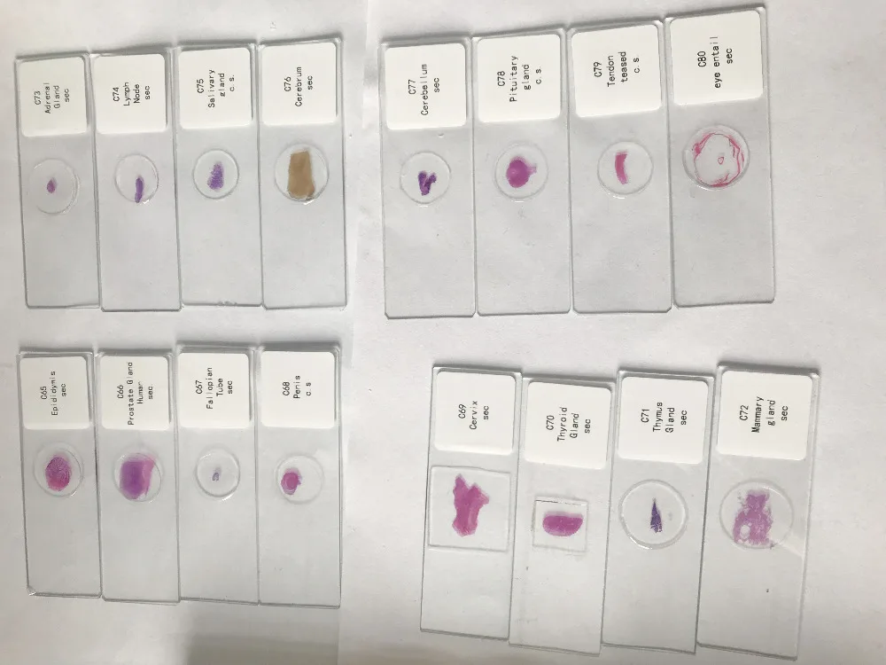 histology prepared slides (7)