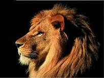 Needlework diamond painting full drill canvas resin diamond painting Lion head cross stitch crystal diamond The king of beasts
