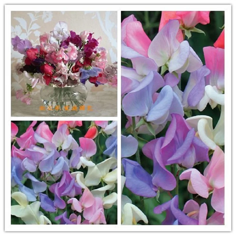 

Hot selling 3pcs Sweet Pea(Lathyrus Odoratus ) bonsai beautiful flower bonsai plant home garden free shipping