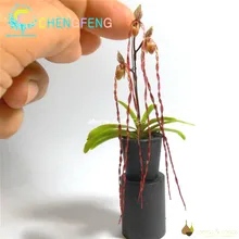 100 Pcs Orchid plants Mini Bonsai plants Indoor Home Miniature Flower Pots Planters For Garden Plants