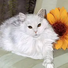 Белый в форме животных милый кот холст живопись на стене DIY Современная абстрактная картина по номерам ручная роспись 40x50 см без рамы